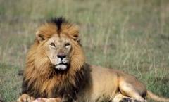 Почему лев - царь зверей?